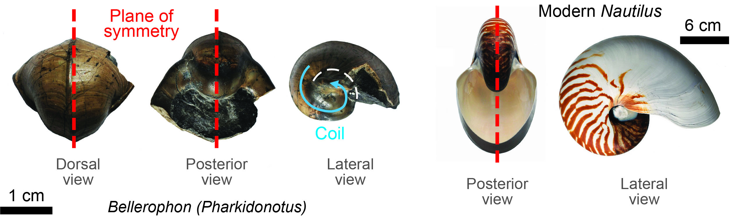 Planispiral coiling of Bellerophon (Pharkidonotus) is similar to that of the modern chambered Nautilus. Bellerophon is not a cephalopod as Nautilus is, but is coiled similarly to Nautilus.